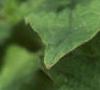 Brunnera macrophylla, flowers