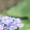 Brunnera macrophylla, flowers