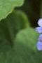 Brunnera macrophylla, flowers