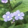 Brunnera macrophylla, flowers