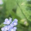 Brunnera macrophylla, flowers