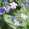 Brunnera macrophylla, flowers