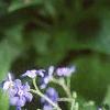 Brunnera macrophylla, flowers