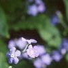 Brunnera macrophylla, flowers