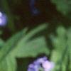 Brunnera macrophylla, flowers
