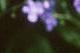 Brunnera macrophylla, flowers