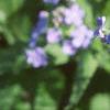 Brunnera macrophylla, flowers