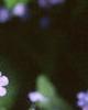 Brunnera macrophylla, flowers