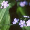 Brunnera macrophylla, flowers
