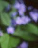 Brunnera macrophylla, flowers