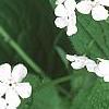 Brunnera macrophylla 'Betty Bowring', flowers