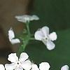 Brunnera macrophylla 'Betty Bowring', flowers