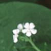 Brunnera macrophylla 'Betty Bowring', flowers