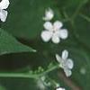 Brunnera macrophylla 'Betty Bowring', flowers