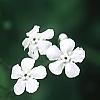 Brunnera macrophylla 'Betty Bowring', flowers