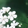Brunnera macrophylla 'Betty Bowring', flowers