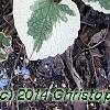 Brunnera macrophylla 'Dawson's White', habit