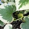Brunnera macrophylla 'Dawson's White', habit