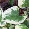 Brunnera macrophylla 'Dawson's White', habit