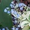 Brunnera macrophylla 'Dawson's White', habit