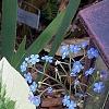 Brunnera macrophylla 'Dawson's White', habit