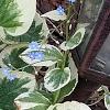 Brunnera macrophylla 'Dawson's White', habit