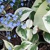 Brunnera macrophylla 'Dawson's White', habit