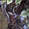 Brunnera macrophylla 'Dawson's White', habit