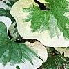 Brunnera macrophylla 'Dawson's White', leaves