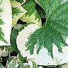 Brunnera macrophylla 'Dawson's White', leaves
