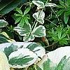 Brunnera macrophylla 'Dawson's White', leaves