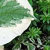 Brunnera macrophylla 'Dawson's White', leaves