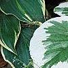 Brunnera macrophylla 'Dawson's White', leaves
