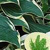 Brunnera macrophylla 'Dawson's White', leaves