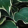 Brunnera macrophylla 'Dawson's White', leaves