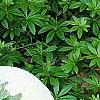 Brunnera macrophylla 'Dawson's White', leaves