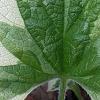 Brunnera macrophylla 'Dawson's White', leaves