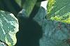 Brunnera macrophylla 'Hadspen Cream', leaves
