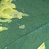 Brunnera macrophylla 'Hadspen Cream', leaves