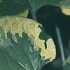 Brunnera macrophylla 'Hadspen Cream', leaves