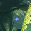 Brunnera macrophylla 'Hadspen Cream', leaves