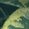 Brunnera macrophylla 'Hadspen Cream', leaves