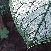 Brunnera macrophylla 'Jack Frost', leaves