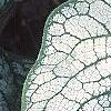 Brunnera macrophylla 'Jack Frost', leaves