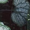 Brunnera macrophylla 'Jack Frost', leaves