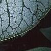 Brunnera macrophylla 'Jack Frost', leaves