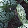 Brunnera macrophylla 'Jack Frost', leaves