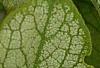 Brunnera macrophylla 'Jack Frost', leaves