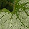 Brunnera macrophylla 'Jack Frost', leaves