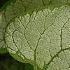 Brunnera macrophylla 'Jack Frost', leaves